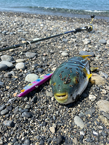 シマフグの釣果