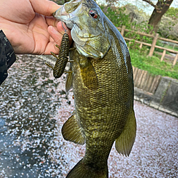 スモールマウスバス