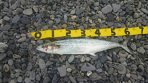 サゴシの釣果