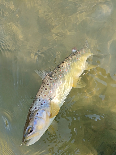 ブラウントラウトの釣果