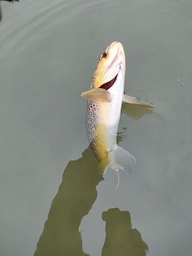 ブラウントラウトの釣果