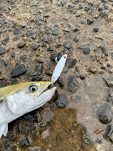 サゴシの釣果