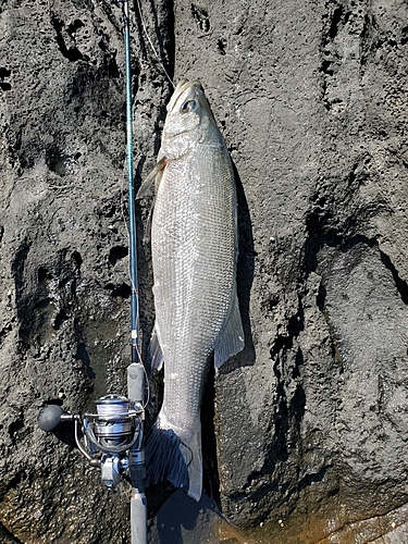 ヒラスズキの釣果