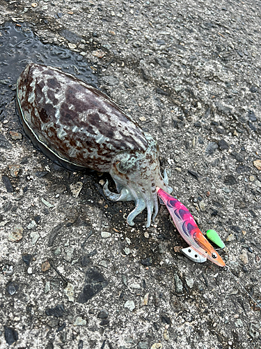 コウイカの釣果