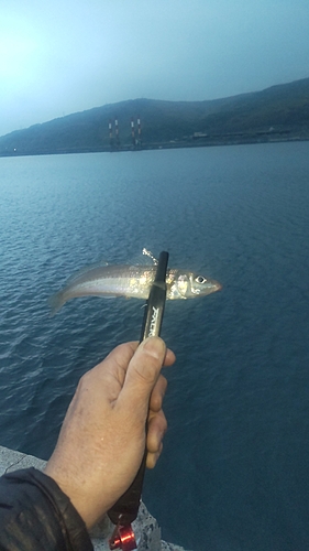 キスの釣果