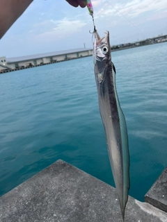 タチウオの釣果