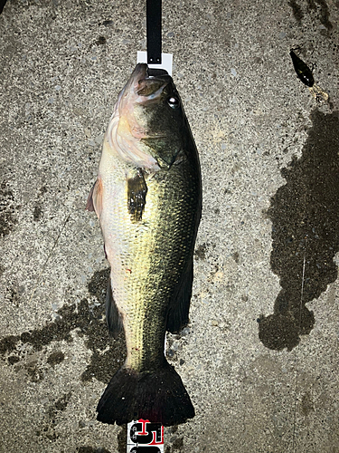 ブラックバスの釣果