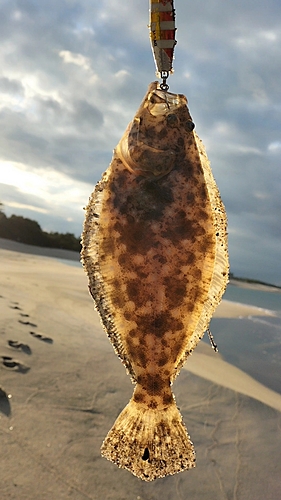 ヒラメの釣果