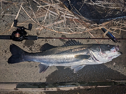 シーバスの釣果