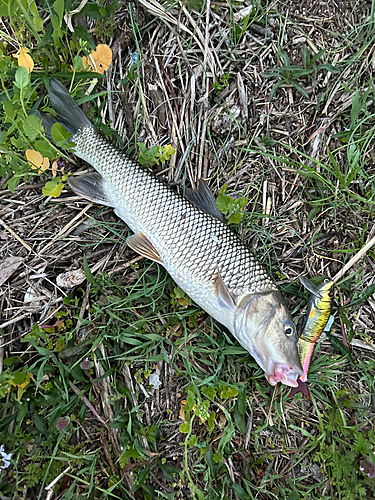 ニゴイの釣果