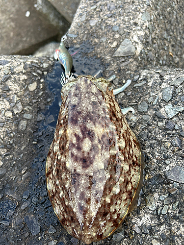 コウイカの釣果