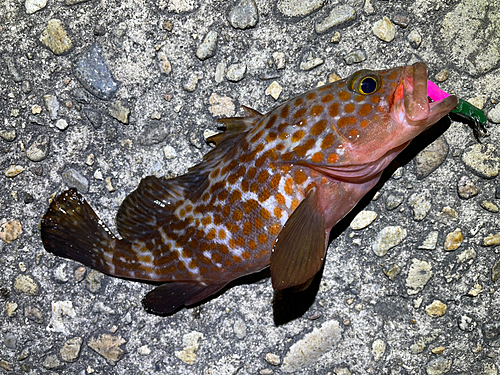 キジハタの釣果