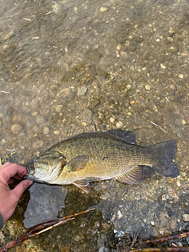 スモールマウスバスの釣果