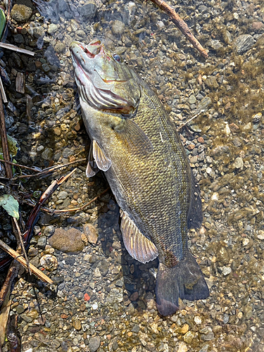 スモールマウスバスの釣果