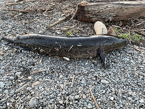 ライギョの釣果