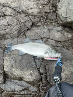 ヒラスズキの釣果