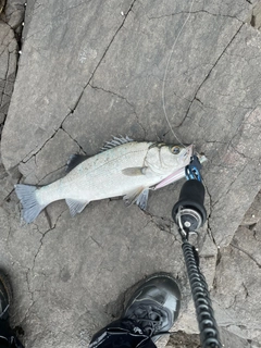 ヒラスズキの釣果