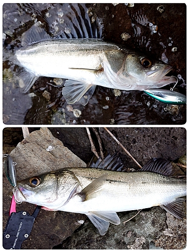 セイゴ（マルスズキ）の釣果