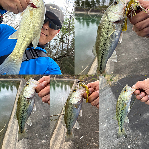 ブラックバスの釣果