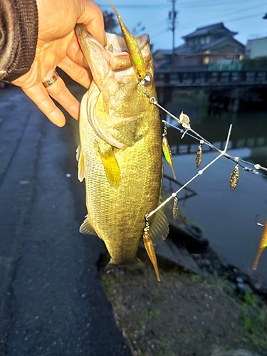 ブラックバスの釣果