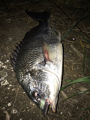 チヌの釣果