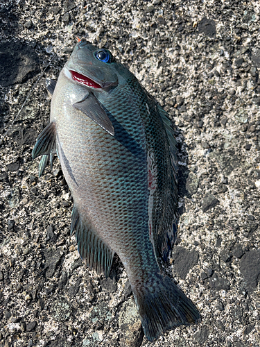 グレの釣果