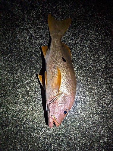 イッテンフエダイの釣果