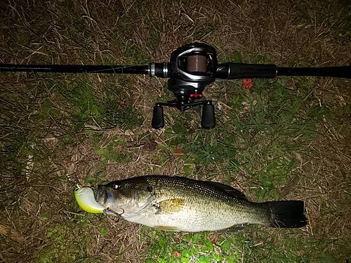 ラージマウスバスの釣果