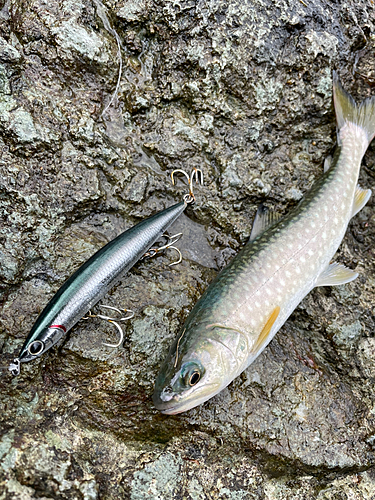 アメマスの釣果