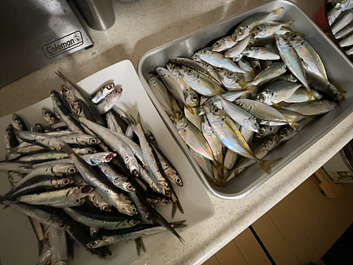 マアジの釣果