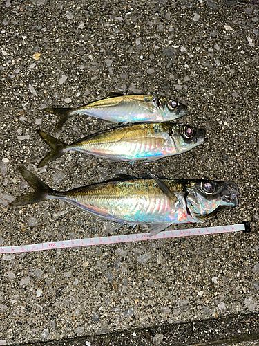アジの釣果
