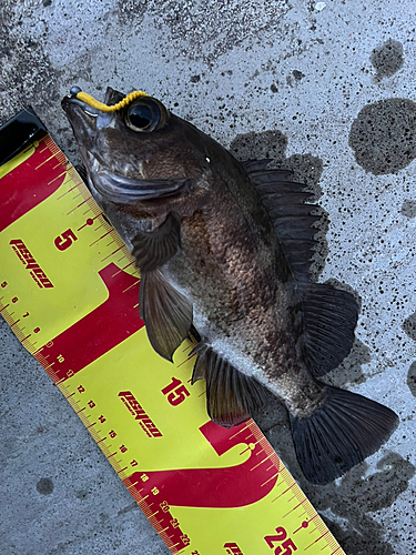 シロメバルの釣果