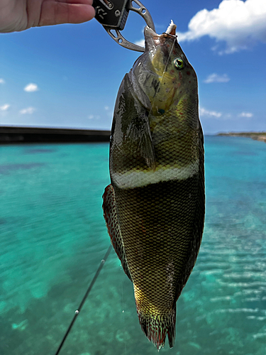 カンムリベラの釣果