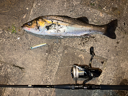 シーバスの釣果