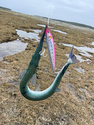 オキザヨリの釣果