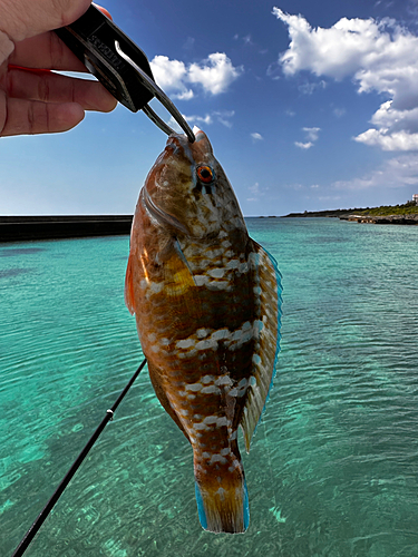 オビブダイの釣果