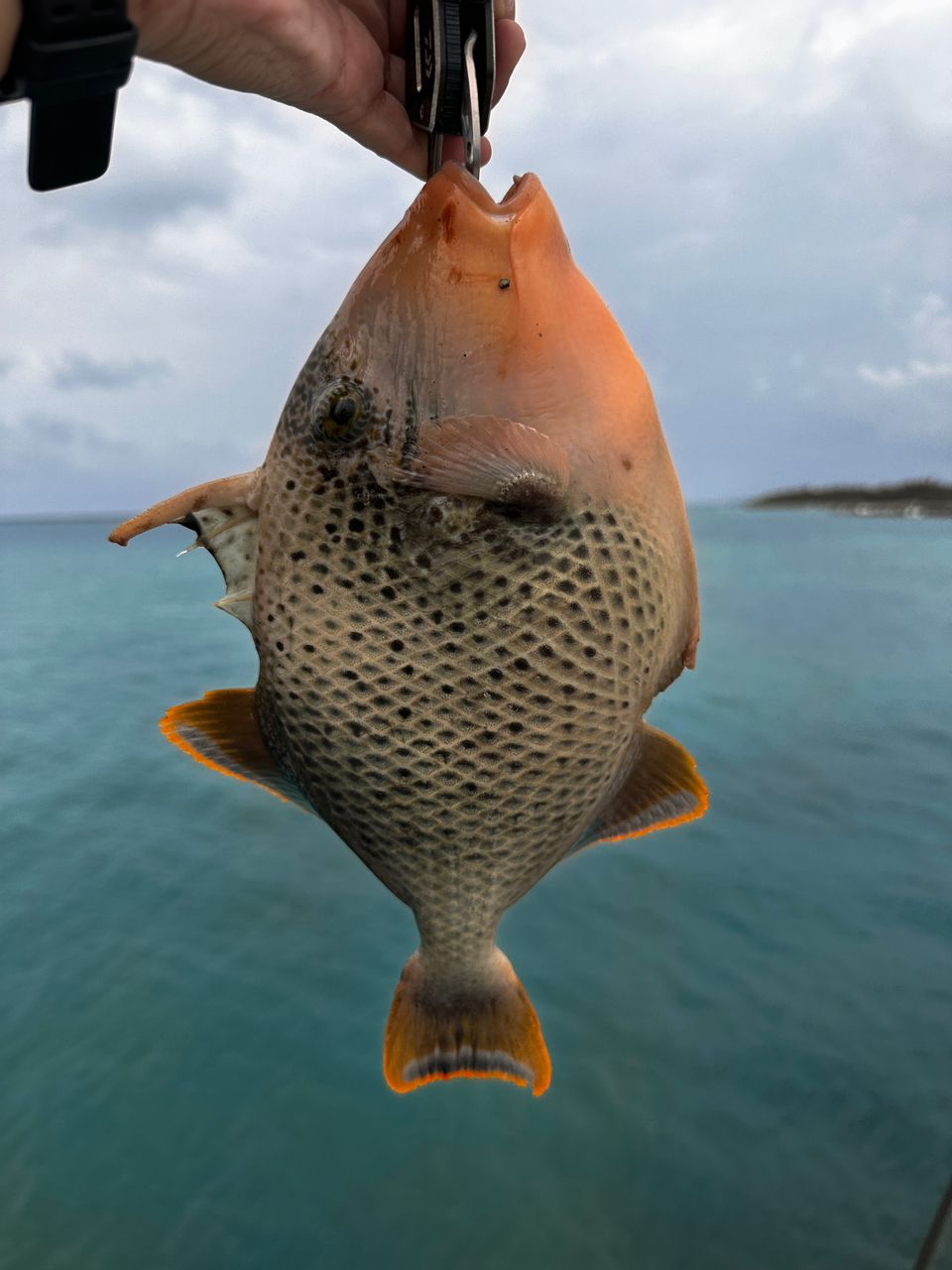 モンガラカワハギ