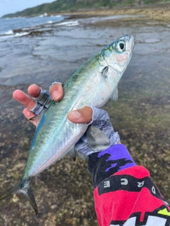 ニジョウサバの釣果