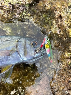 イシフエダイの釣果