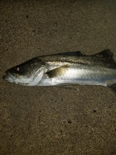 セイゴ（マルスズキ）の釣果