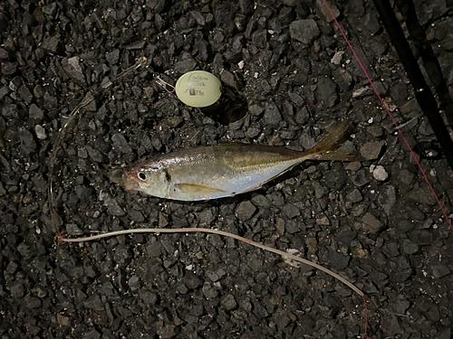 マアジの釣果