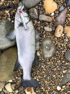 ヒラスズキの釣果