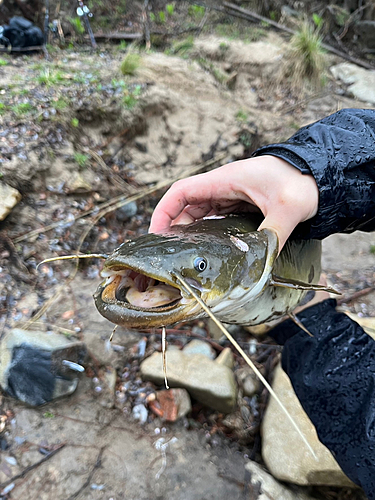 ナマズの釣果