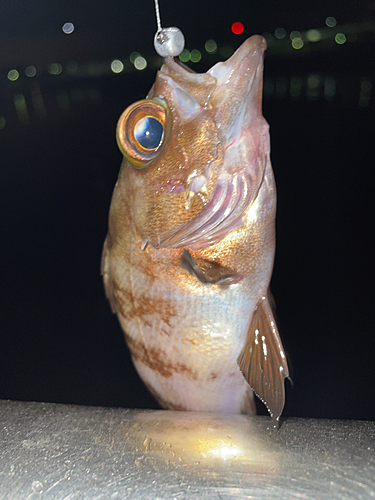 シロメバルの釣果