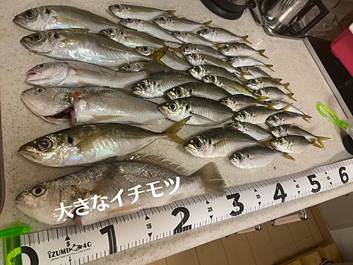 アジの釣果