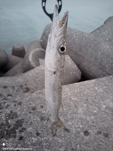 カマスの釣果