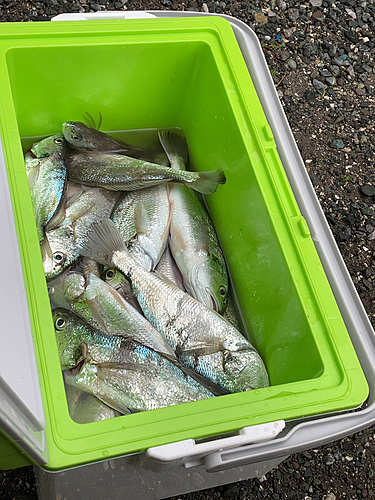 ニベの釣果