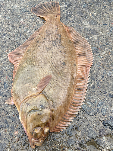 クロガシラガレイの釣果