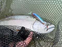 サクラマスの釣果