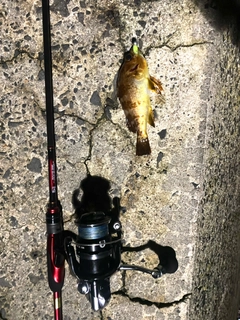 クロメバルの釣果